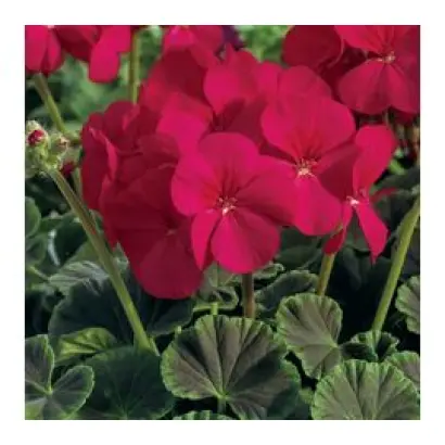 BULLSEYE / БУЛЛСАЙ