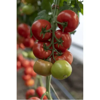 Wasmiya / Васмія