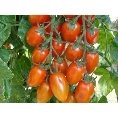 Vespolino / Весполіно