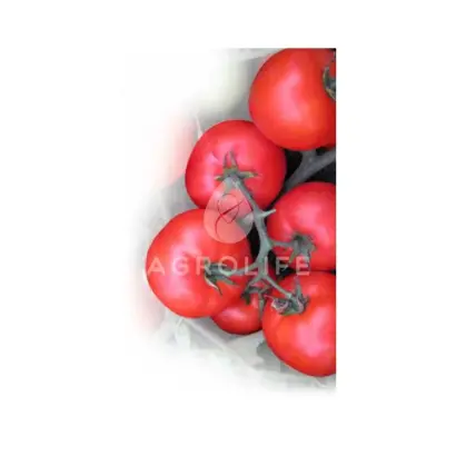 Virta F1 / Вірта F1