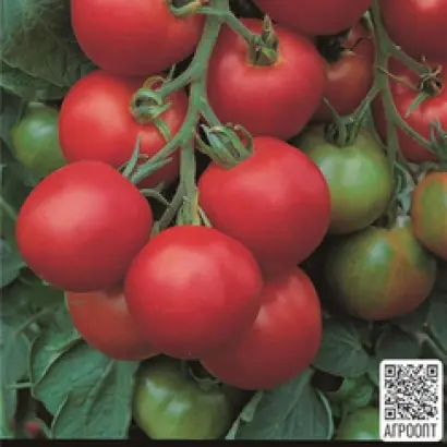 Volantis / Волантіс