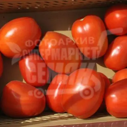 Guadalette F1 / Гвадалетте F1