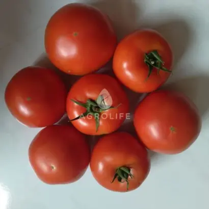 Helicaz / Геліказ