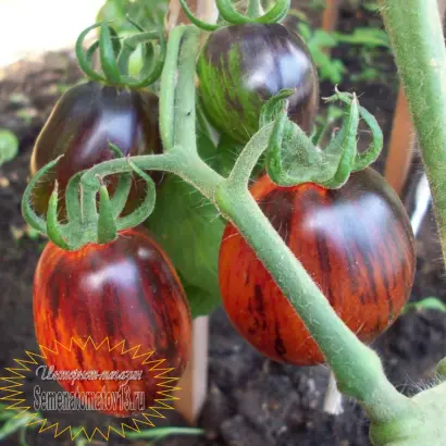 GAMLEX / ГЕМЛЕКС