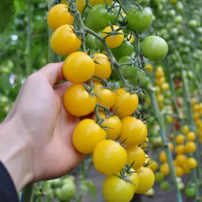 Goldwin / Голдвін