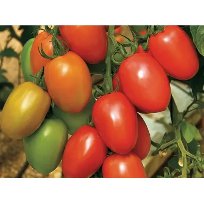 Granadero / Гранадеро