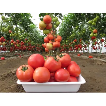 Gryphon / Грифон