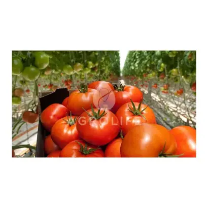 Growdena F1 / Гродена F1