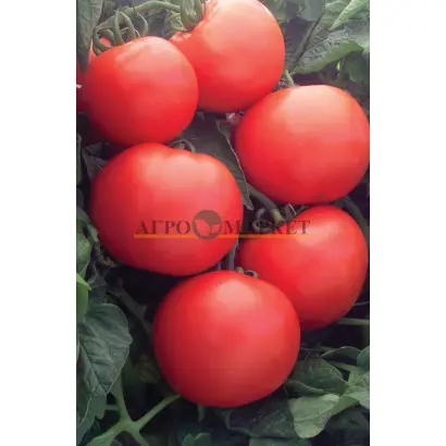 Debut F1 / Дебют F1