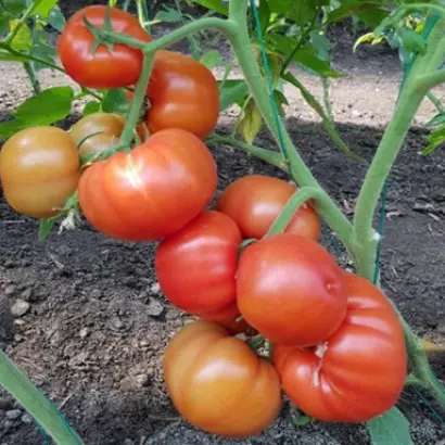 DEVONET / ДЕВОНЕТ