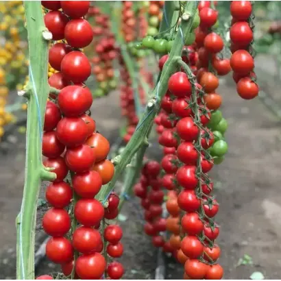 Delyccho / Делічіо