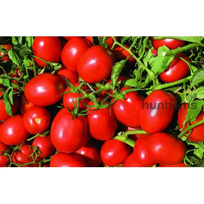 Delfo / Дельфо