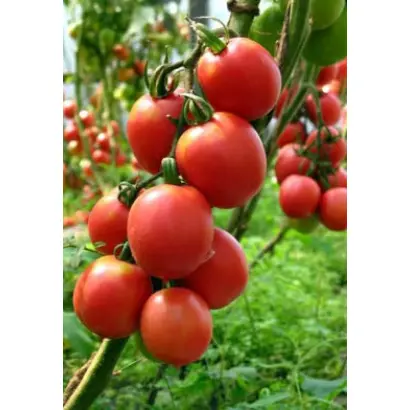 Jairo / Джайро