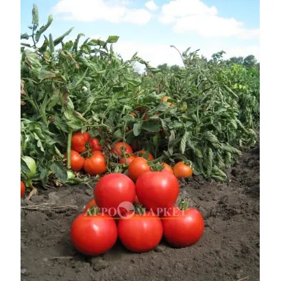 Jampakt / Джампакт