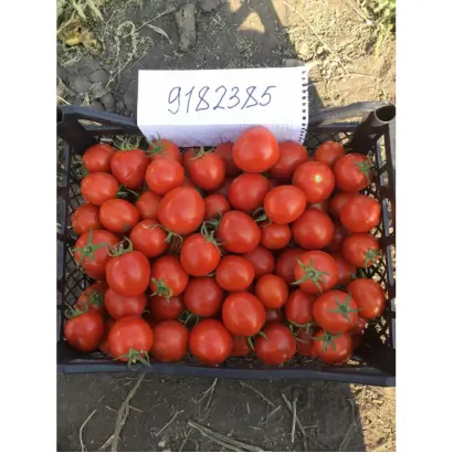 JERALDINA / ДЖЕРАЛДІНА