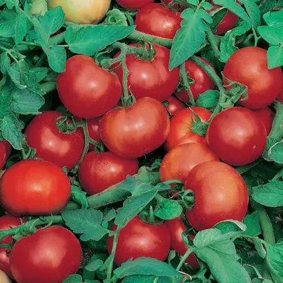 Joker / Джокер