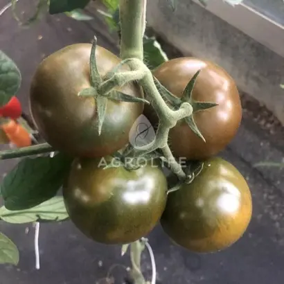 Dzhordano / Джордано