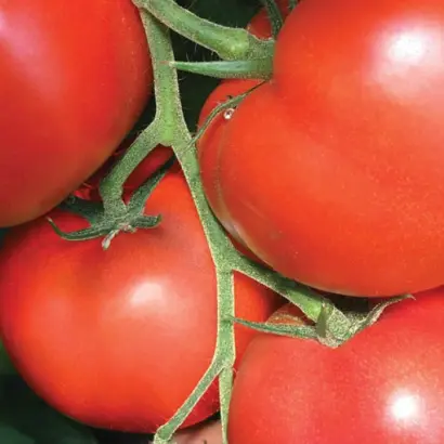 Diagramma / Діаграмма