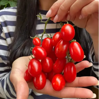 Dolcisio / Дольчесіо