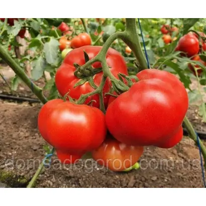 DOMINET / ДОМІНЕТ