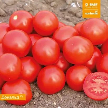 Donald / Дональд