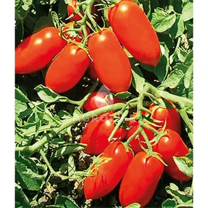 Docet F1 / Дочет F1