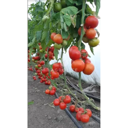 Dreamboll / Дрімболл