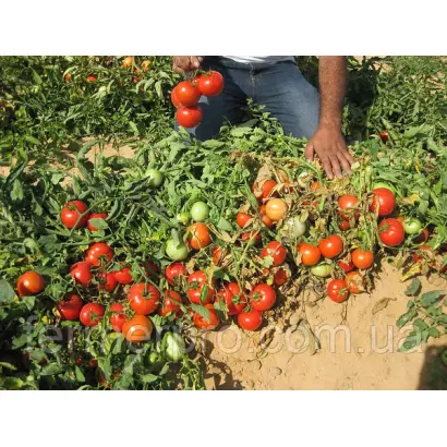 Dual Large / Дуал Лардж