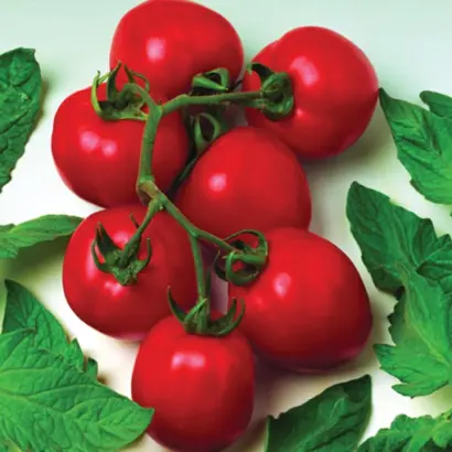 Dual Early F1 / Дуєл Єрли F1