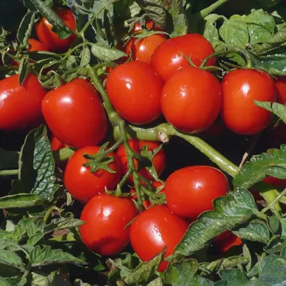 Edimar / Едімар