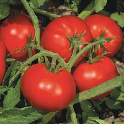 Elegro F1 / Елегро F1