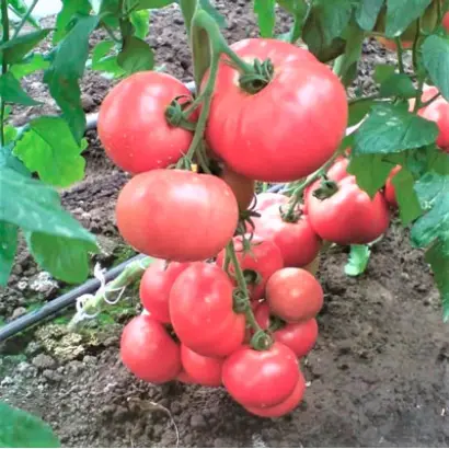 Esmira F1 / Есміра F1