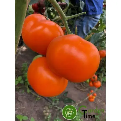 Yellou Peshen / Єллоу Пешен