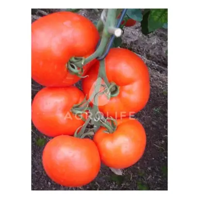 Genaros F1 / Женарос F1