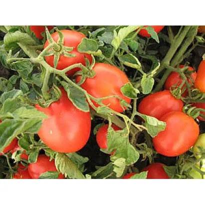 Золота хвиля