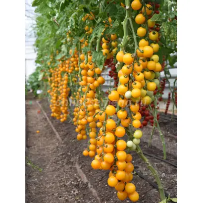 Золотой поток