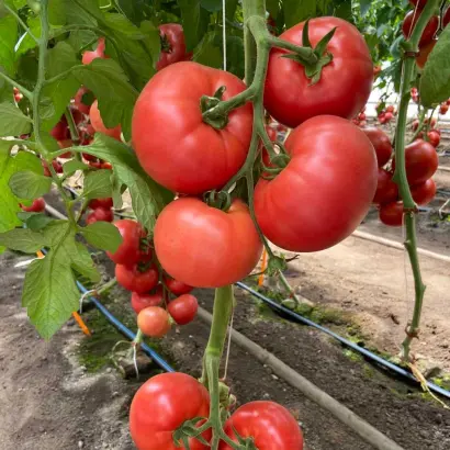 Zuhrasa / Зухраза