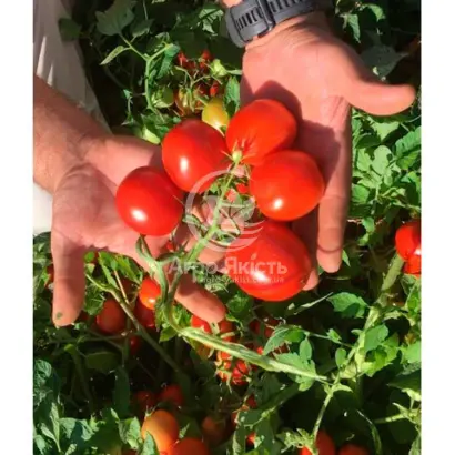 INCIPIT / ИНСІПІТ