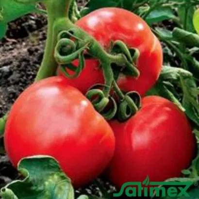 Igranda / Ігранда