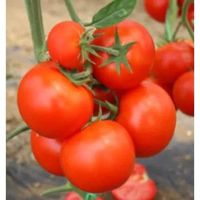 Interland / Інтерленд