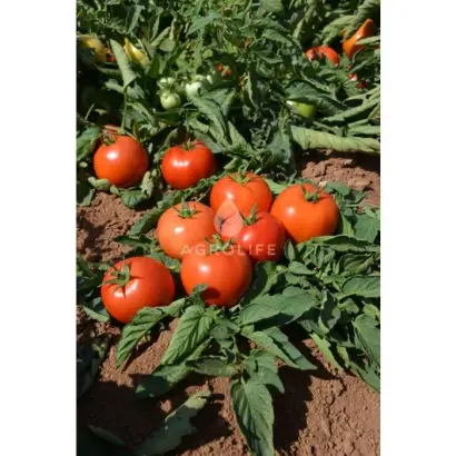 Jollanar / Йолнар