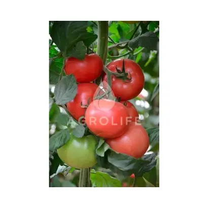 Kanna 218 / Канна 218