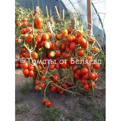 Карась (для закритого грунту) / Карась