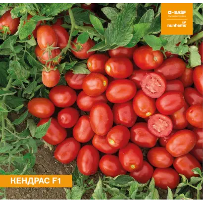 Kendras / Кендрас