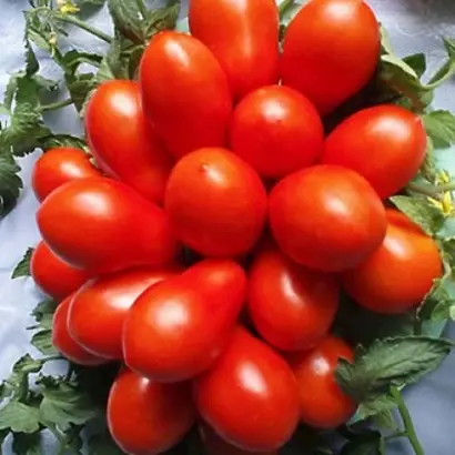 Кіммерієць