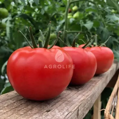 KLADRES / КЛАДРІЗ