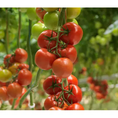 CLIMONO / КЛІМОНО