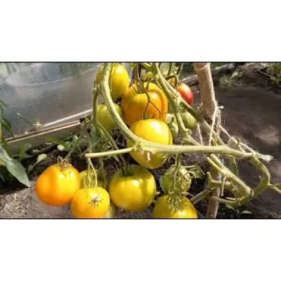 CLOBOGO / КЛОБОГО