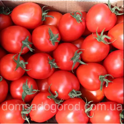 Colibri F1 / Колібрі F1