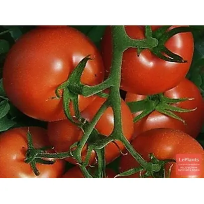 Complice / Компліс